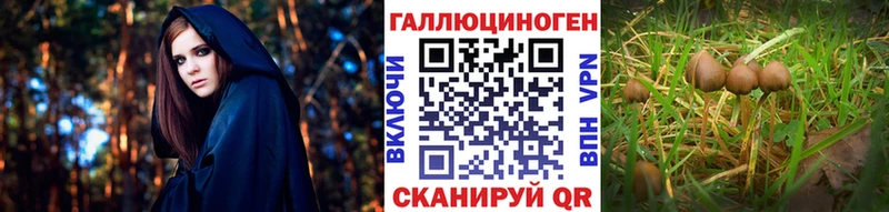 Купить где  Бокситогорск  Псилоцибиновые грибы мицелий 